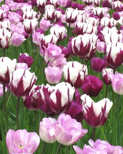 Harmony of Purples.jpg